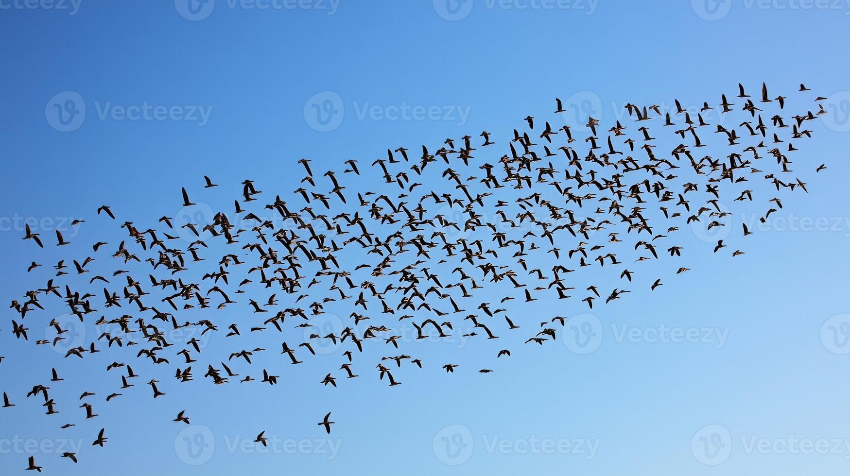 A flock of birds flying in a perfect V formation across a clear blue sky during migration photo