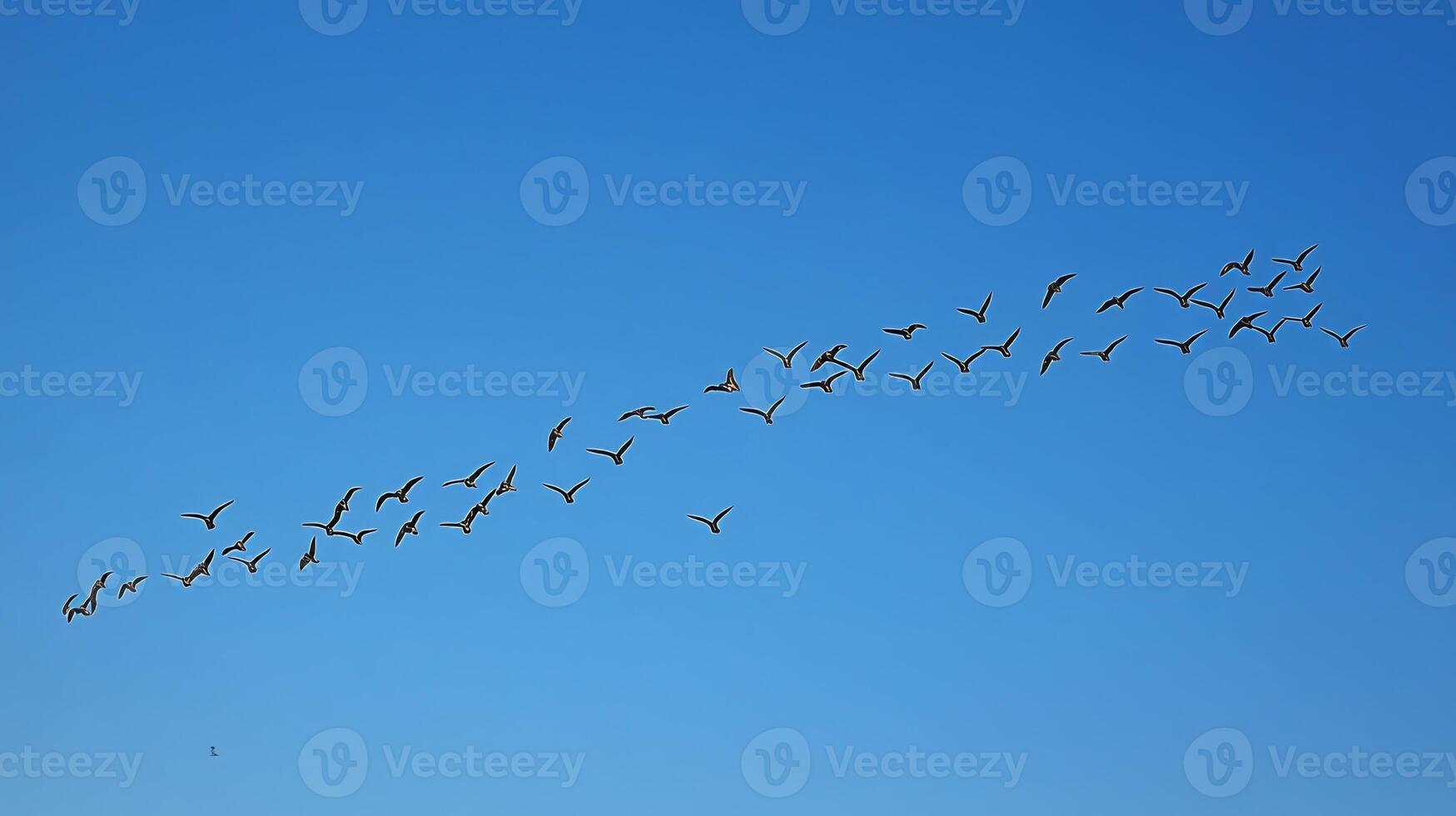 A flock of birds flying in a perfect V formation across a clear blue sky during migration photo