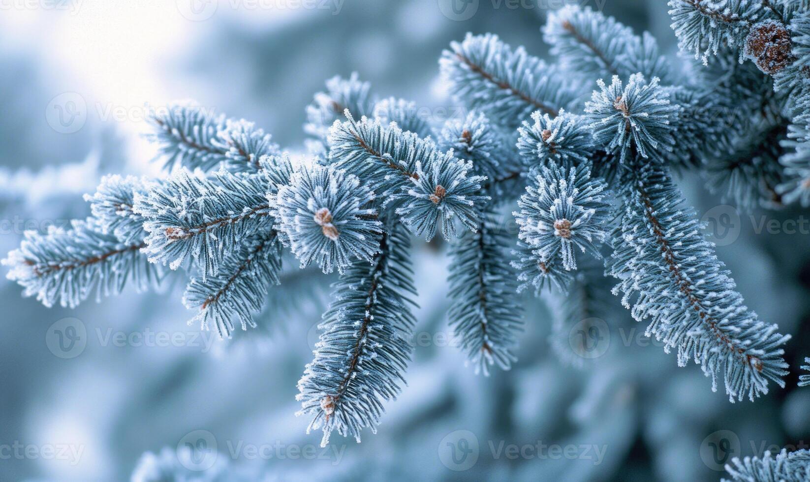 Snow resting on coniferous branches, frosty and cold photo