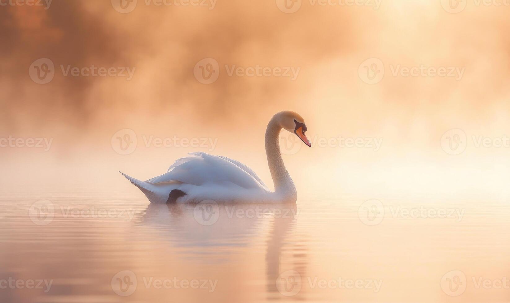 Graceful white swan floating on a misty lake, soft morning light illuminating the scene photo