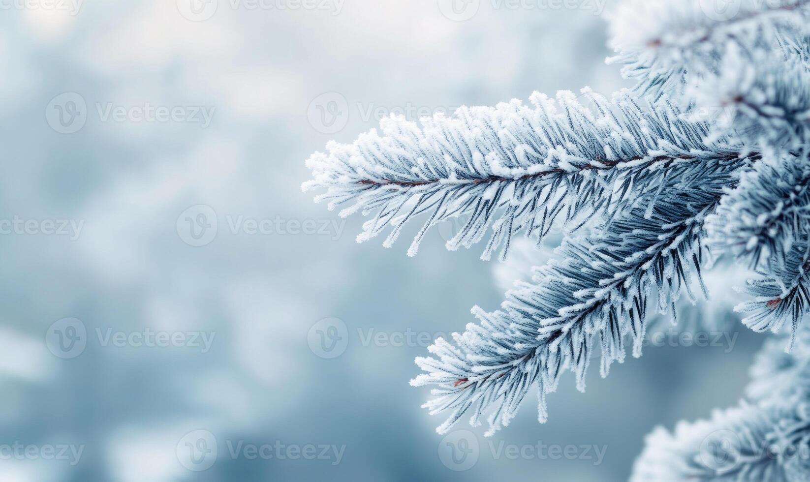 Frosted conifer tips, snow resting gently, cold breath photo