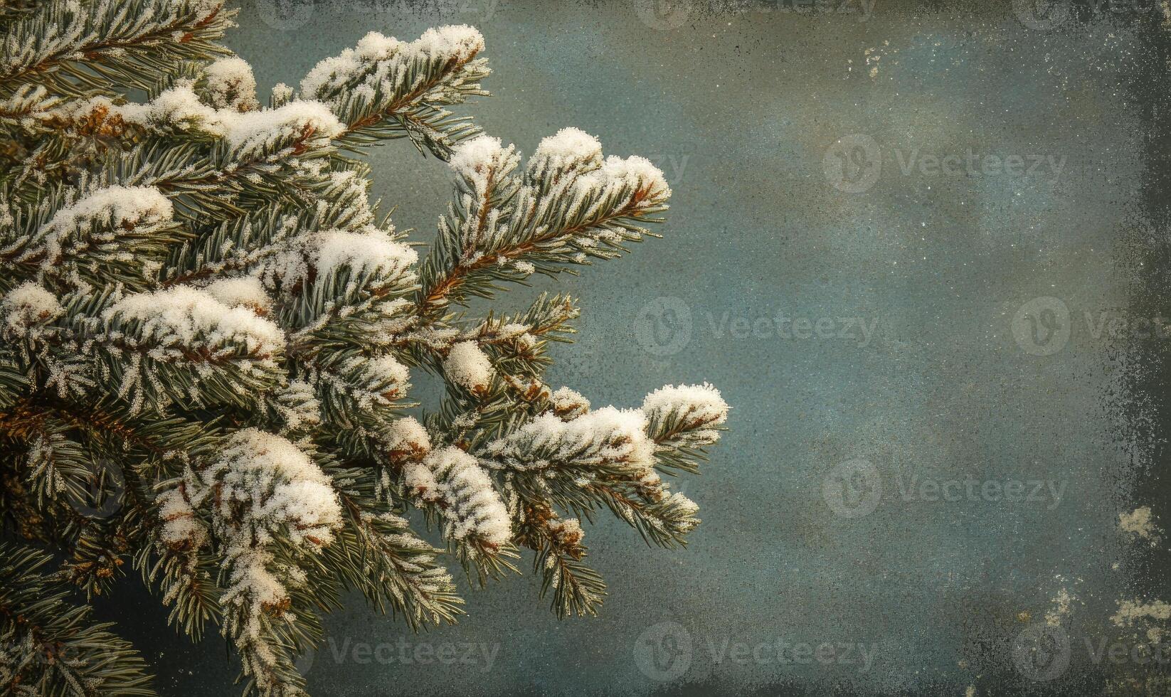 Frosted conifer tips, snow resting gently, cold breath photo