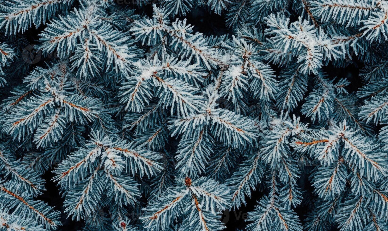 Frosted conifer tips, snow resting gently, cold breath photo