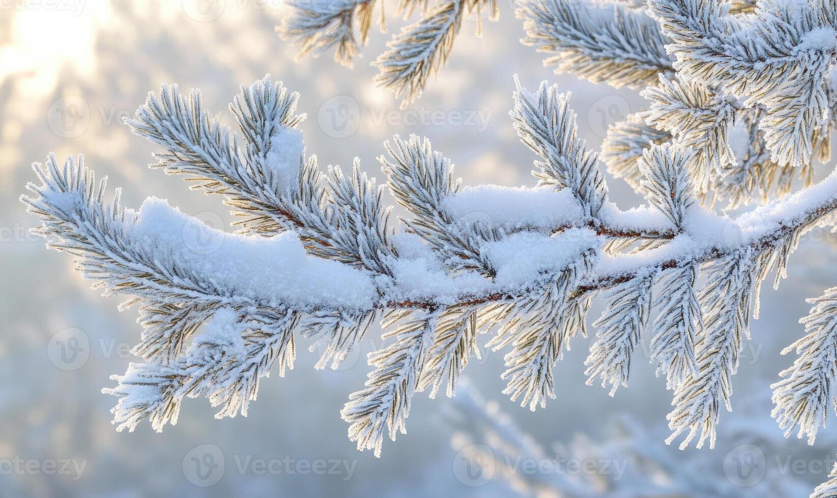 Frosted conifer tips, snow resting gently, cold breath photo
