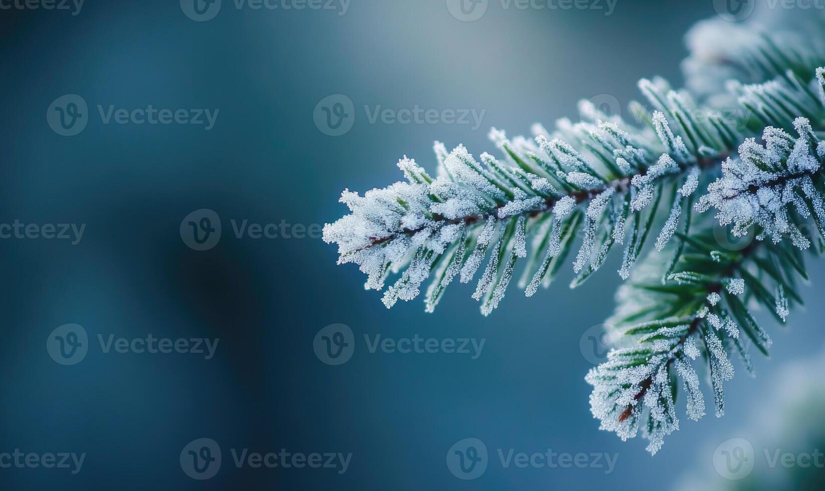 Coniferous needles close-up, frosted with snow photo