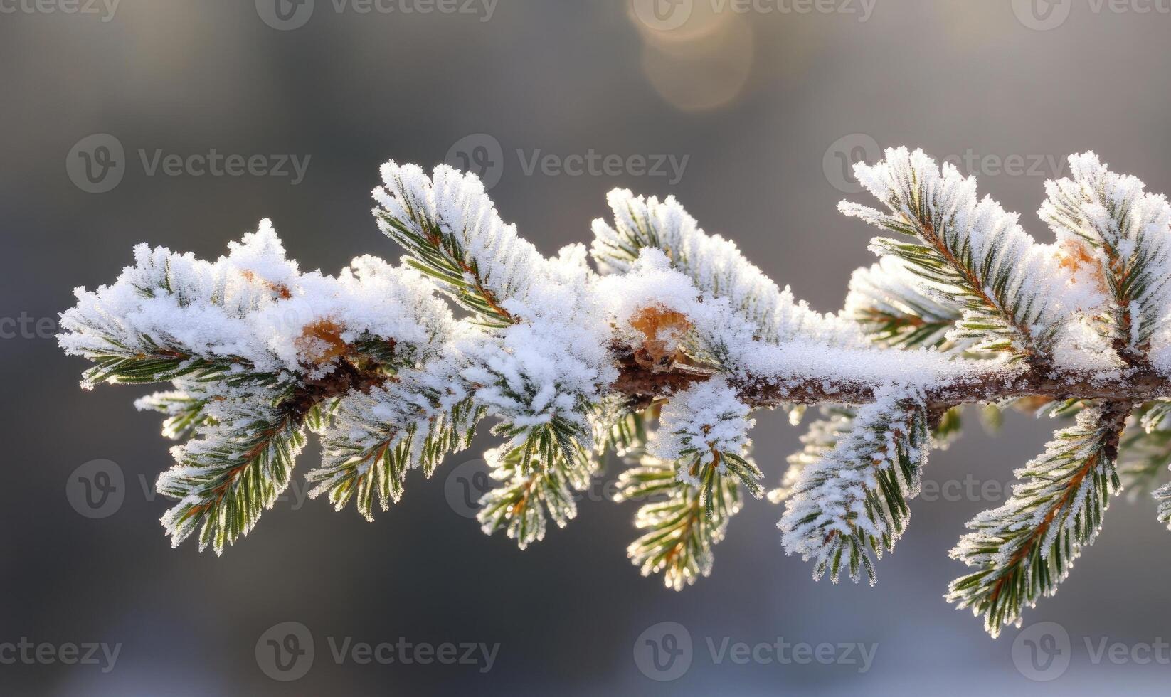 Coniferous needles close-up, frosted with snow photo