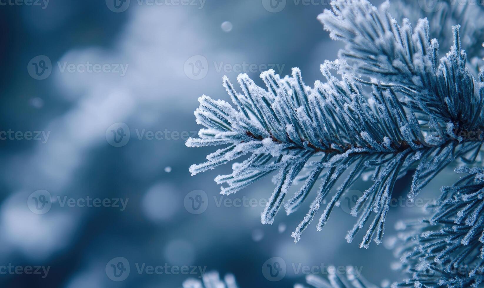 Coniferous needles close-up, frosted with snow photo