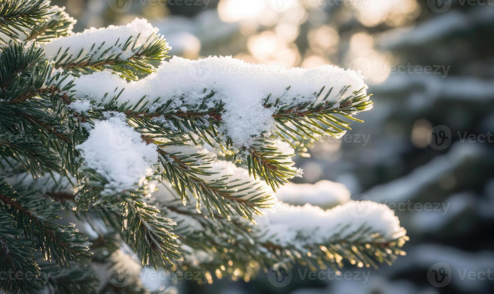 Coniferous needles close-up, frosted with snow photo