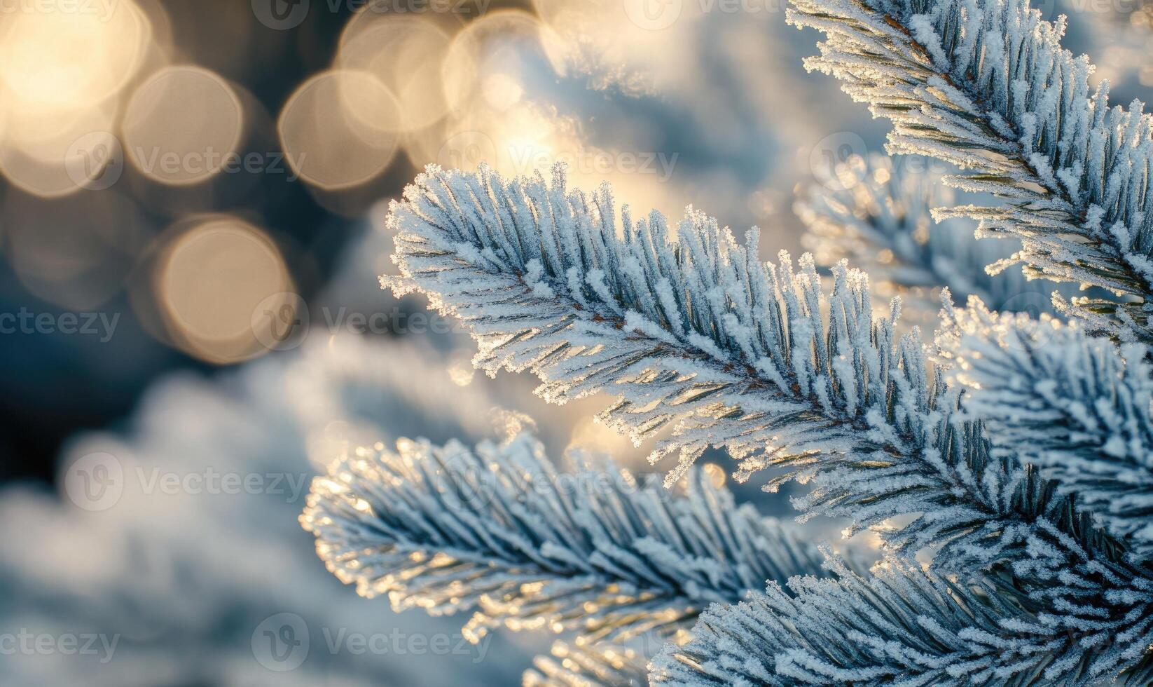 Coniferous needles close-up, frosted with snow photo