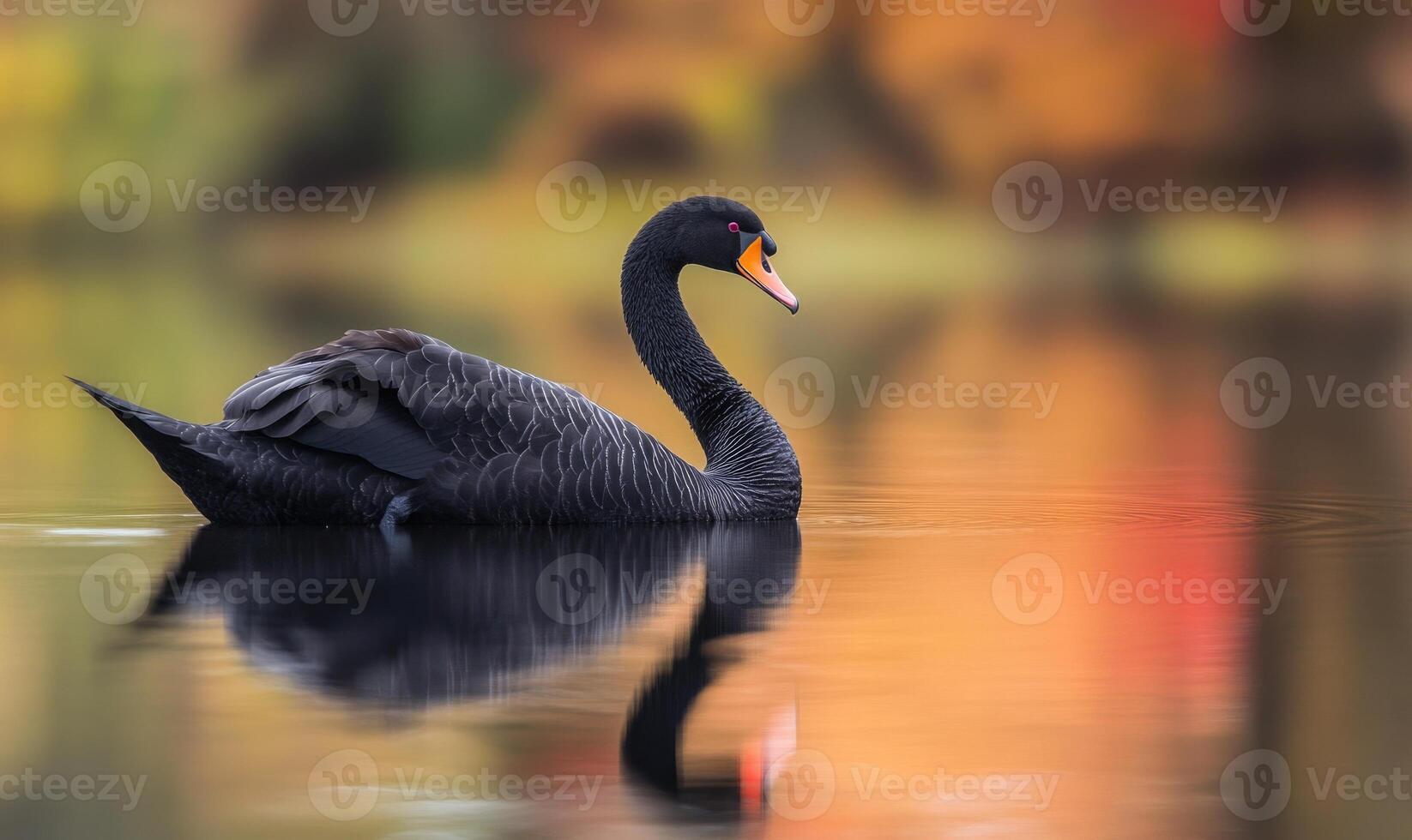 Black swan drifting on a still pond, soft ripples and reflections shimmering in the water photo