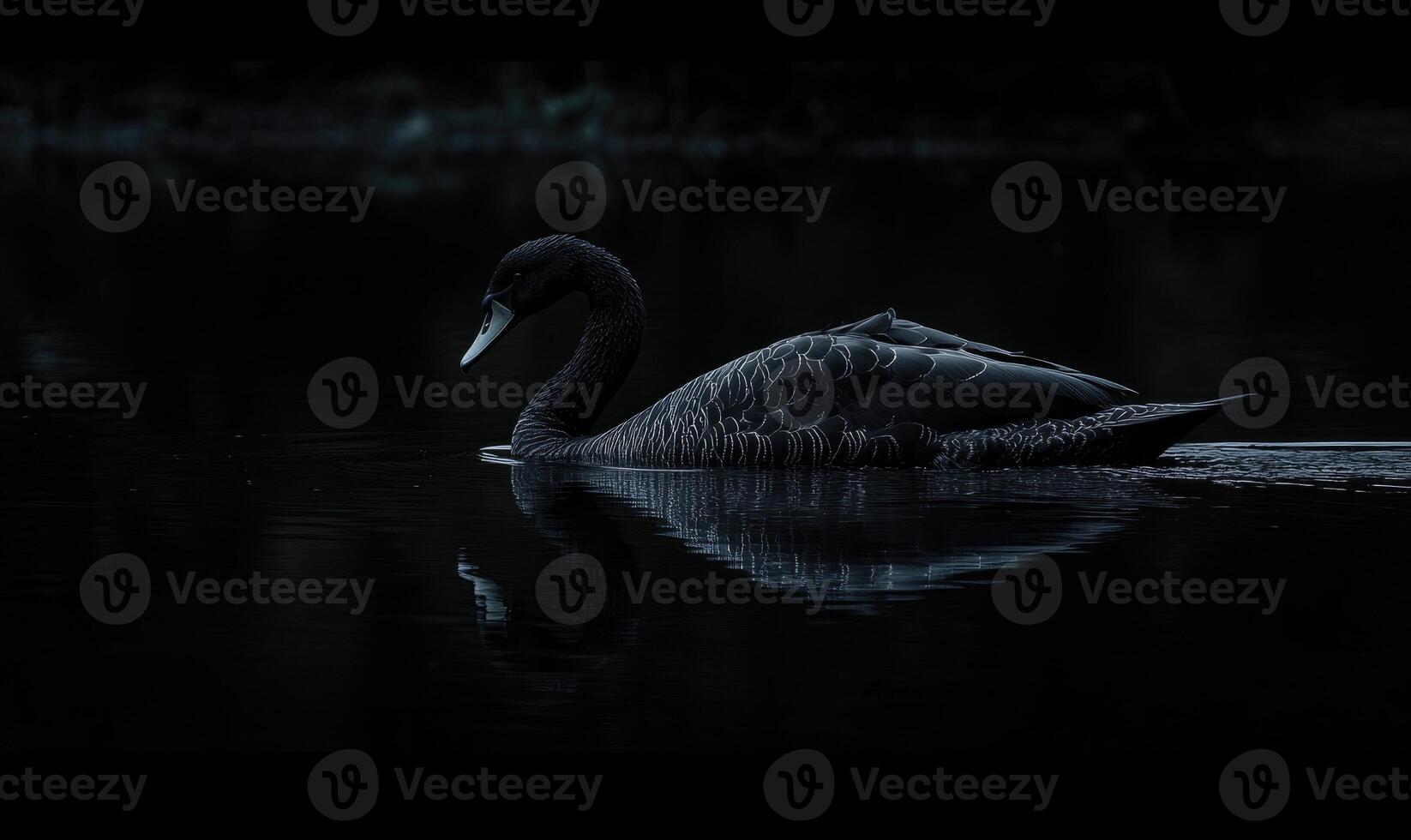 Black swan gliding across a reflective river, soft shadows and light shimmering in the water photo