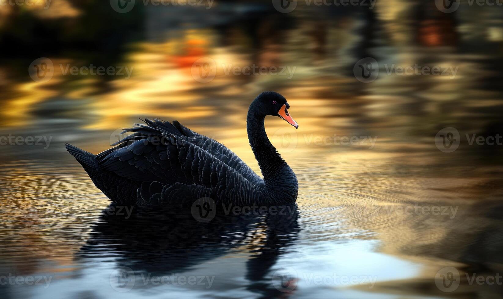 Black swan floating on a quiet river, soft ripples and shadows reflecting on the water photo