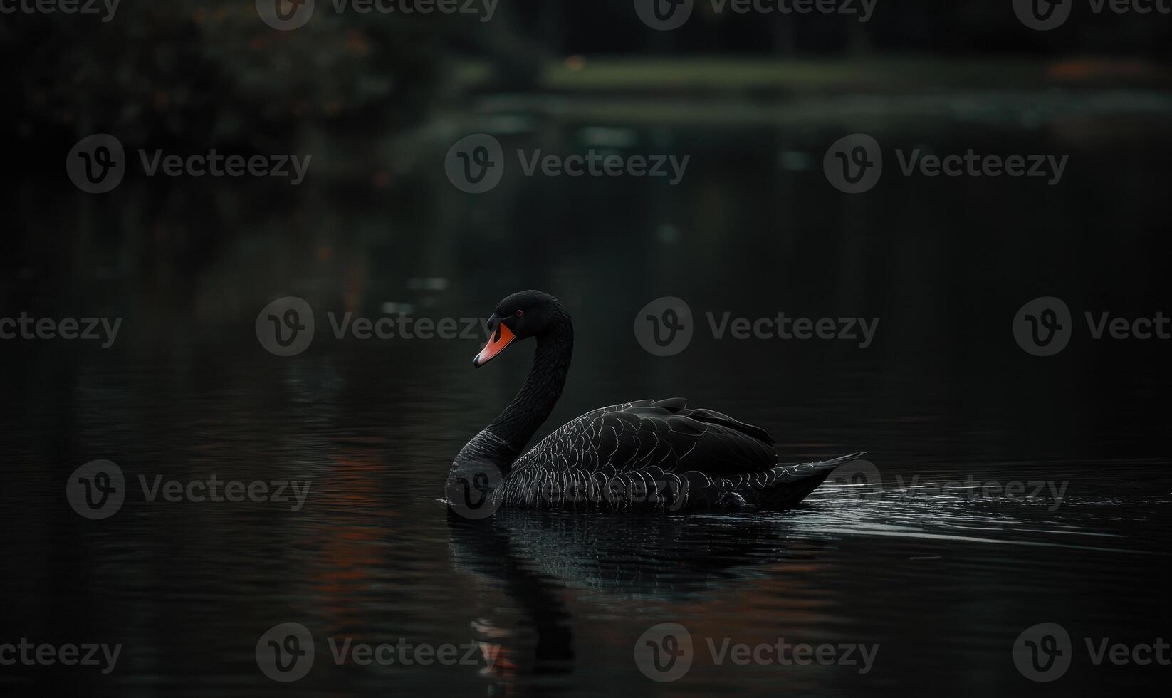 Black swan gliding across a reflective river, soft shadows and light shimmering in the water photo