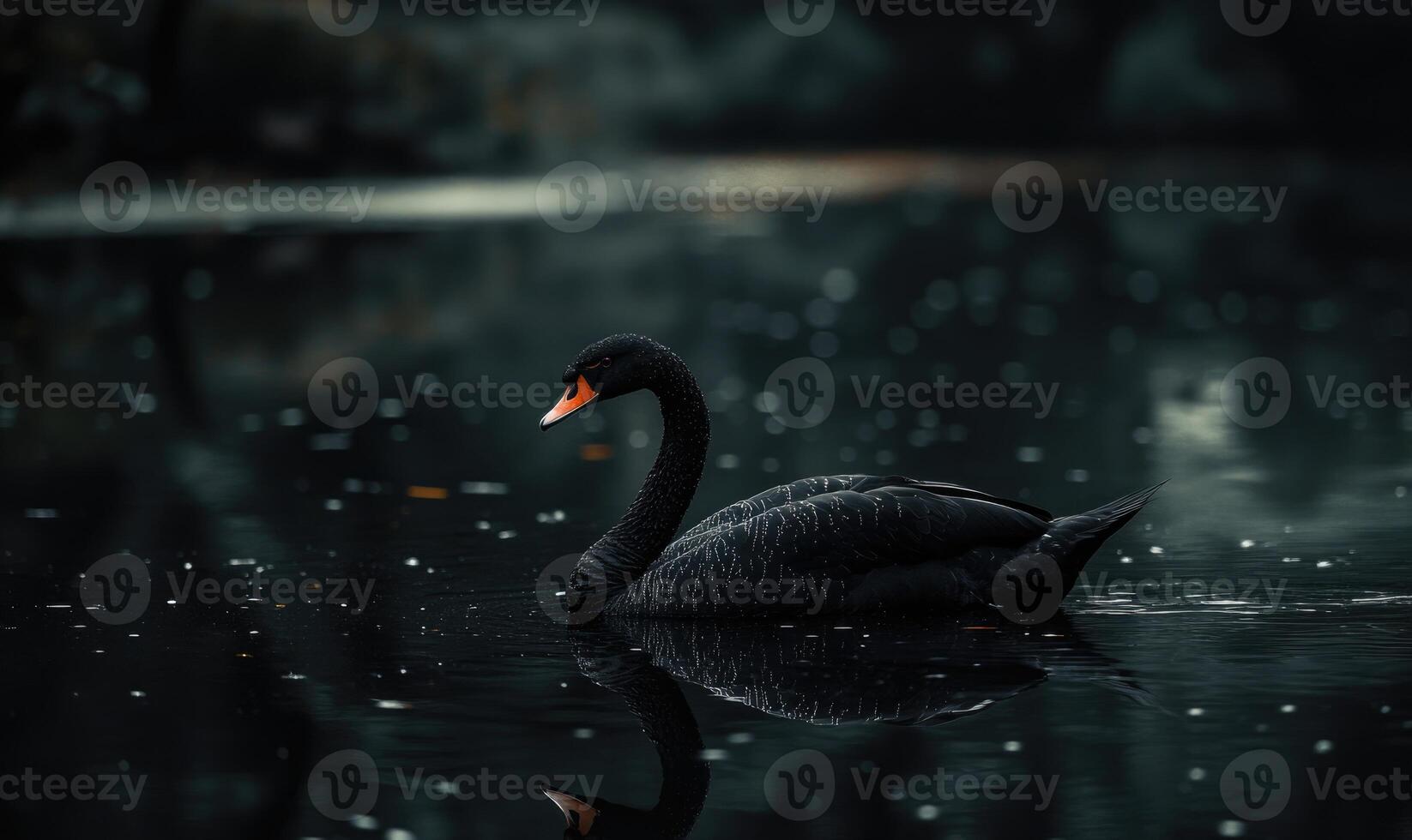 Black swan gliding across a reflective river, soft shadows and light shimmering in the water photo