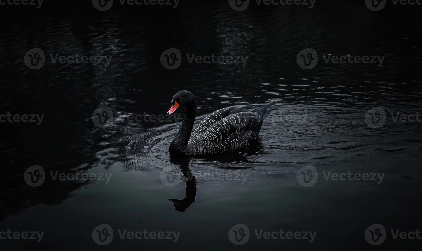 Black swan gliding across a reflective river, soft shadows and light shimmering in the water photo