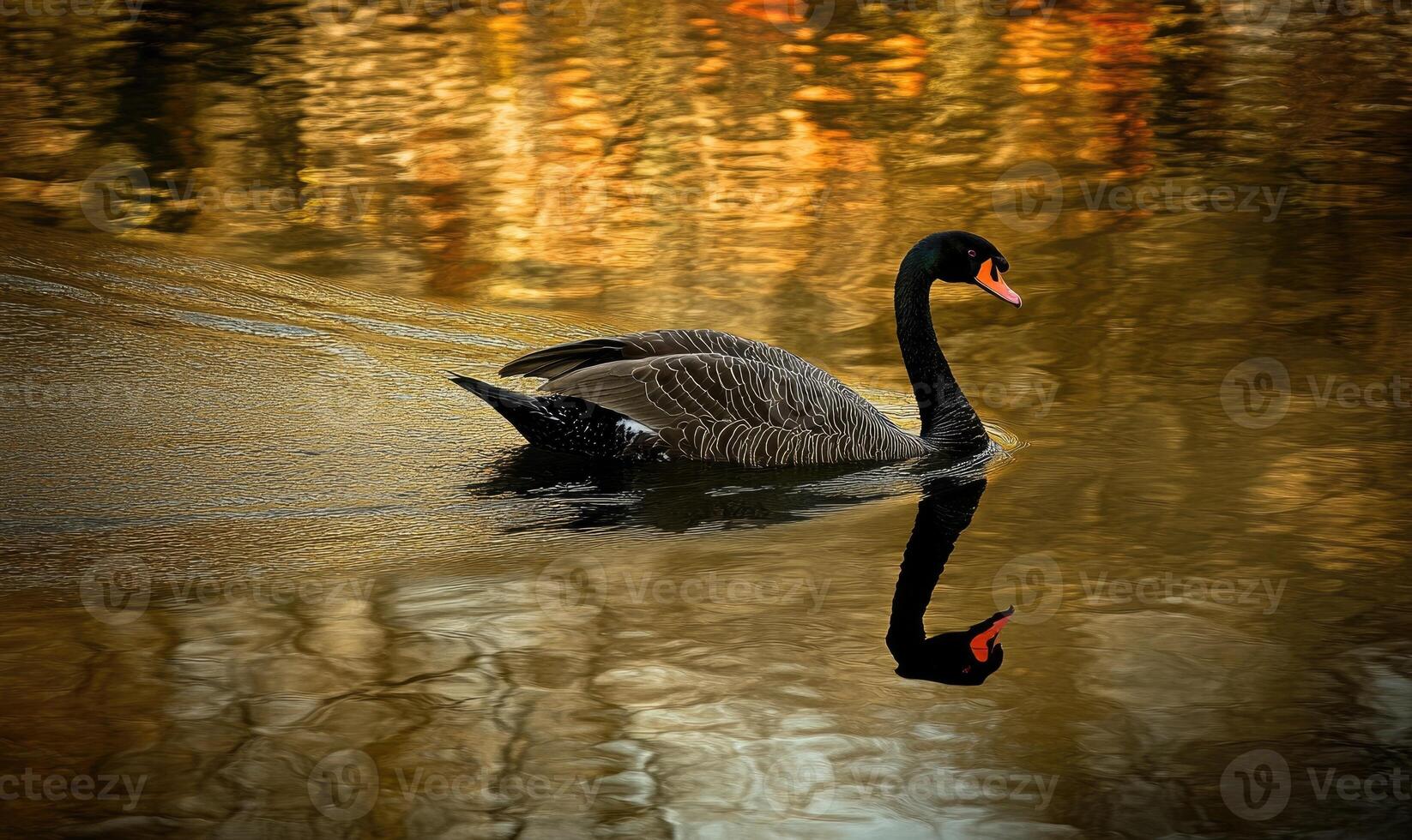Black swan floating on a quiet river, soft ripples and shadows reflecting on the water photo