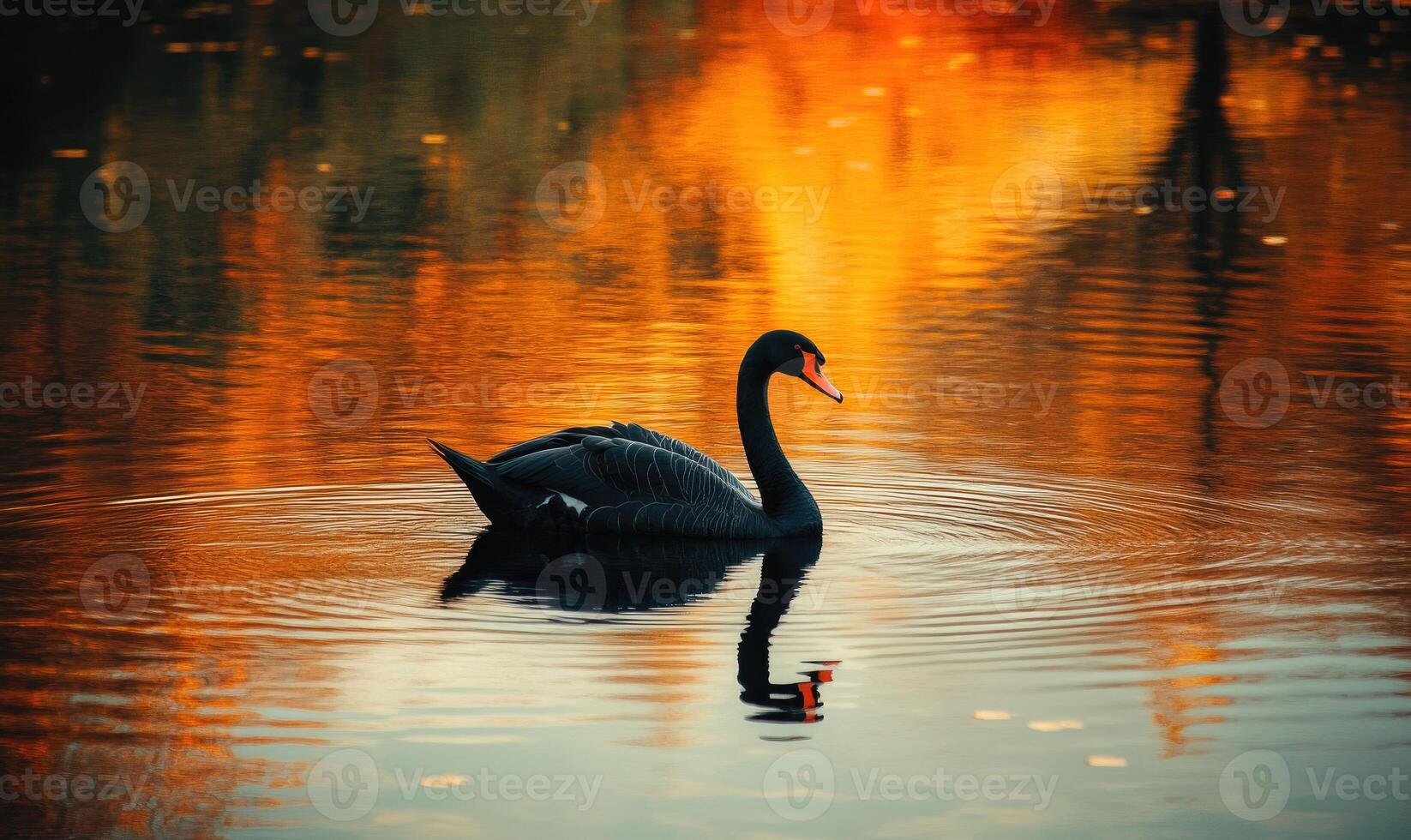 Black swan gliding across a reflective river, soft shadows and light shimmering in the water photo