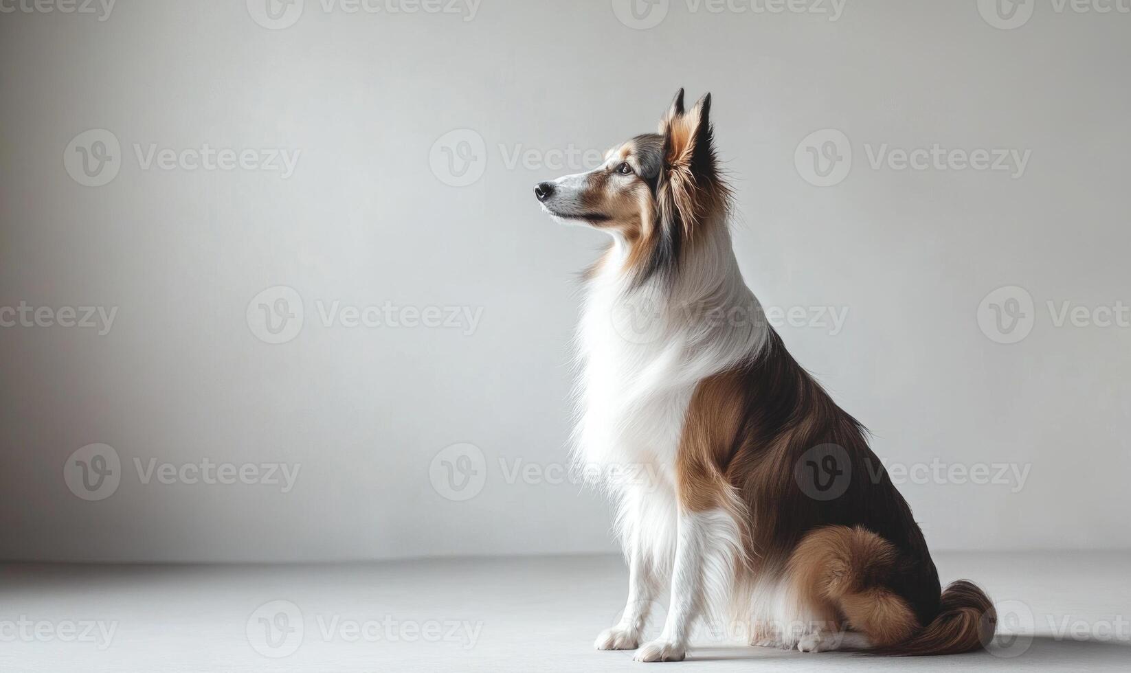 A Scottish Collie sitting elegantly in a studio with a plain white background photo
