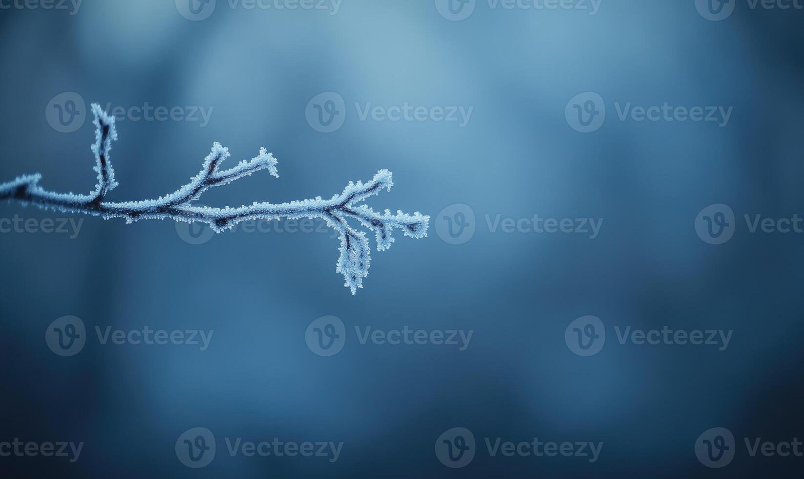 A branch covered in frost and snow photo