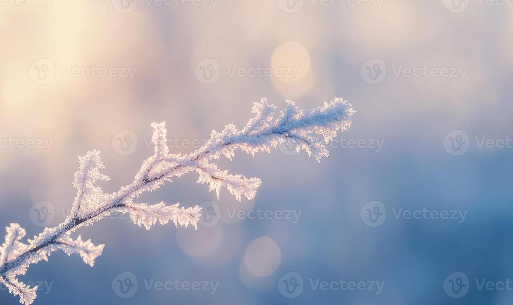 A branch covered in frost and snow photo