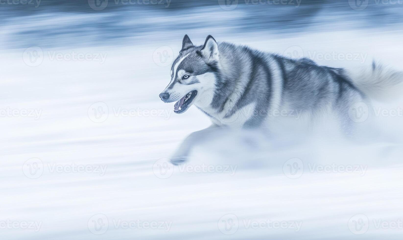 A large grey and white dog is running through the snow photo
