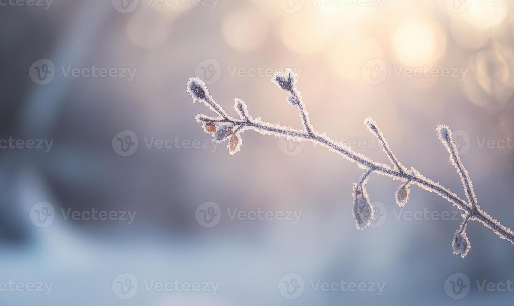 A branch covered in frost and snow photo