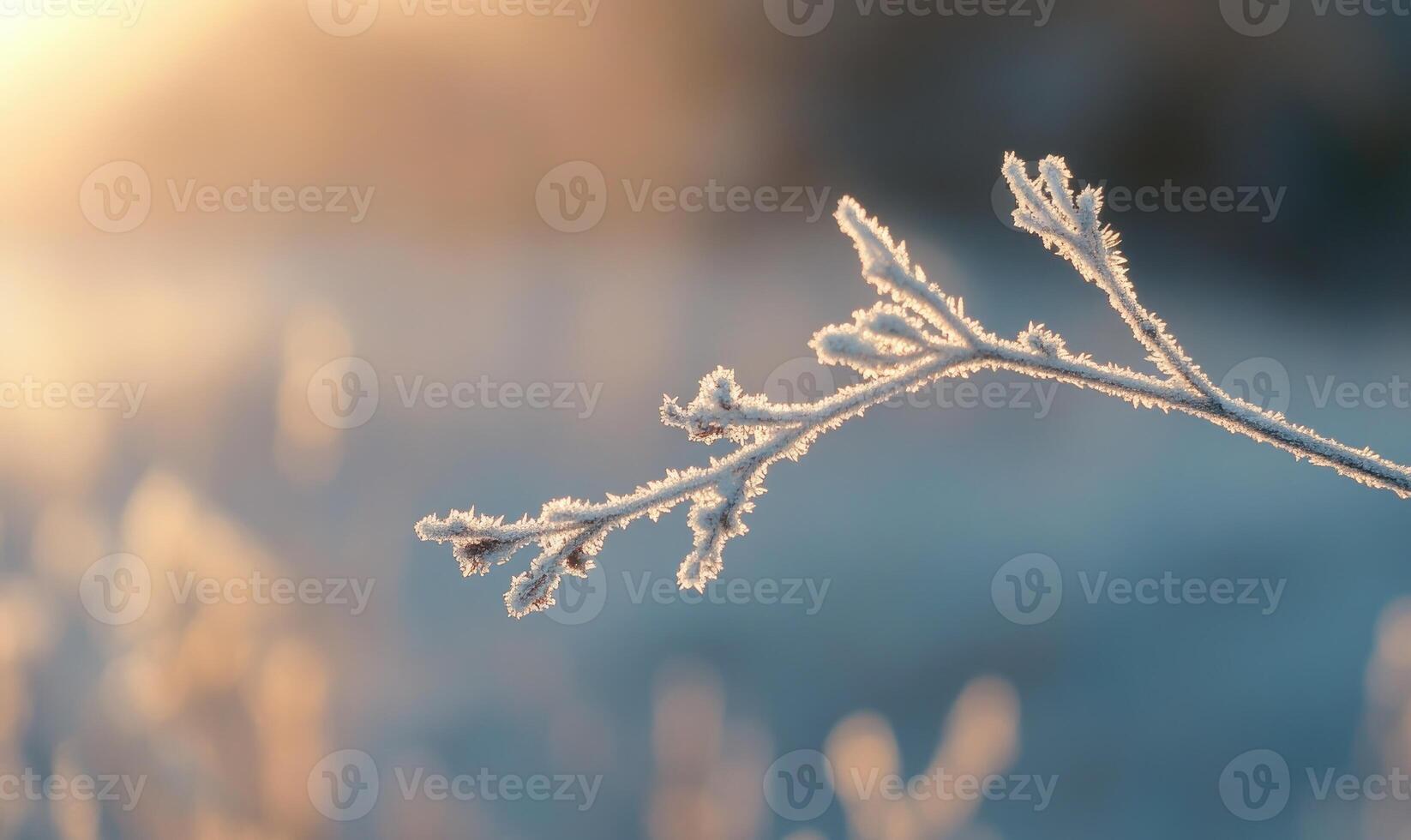 A frosty branch with a sun in the background photo