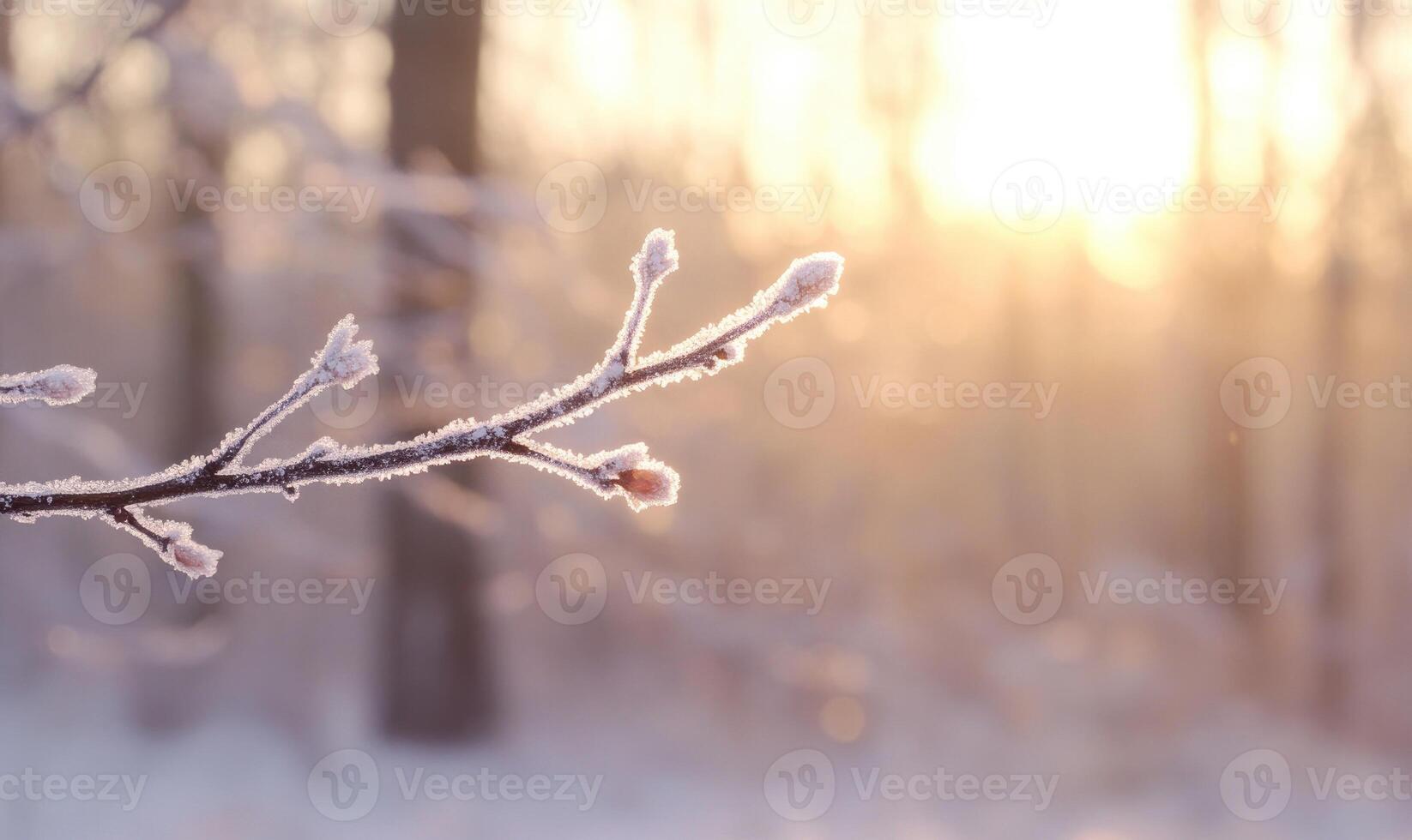 A branch covered in frost and snow photo