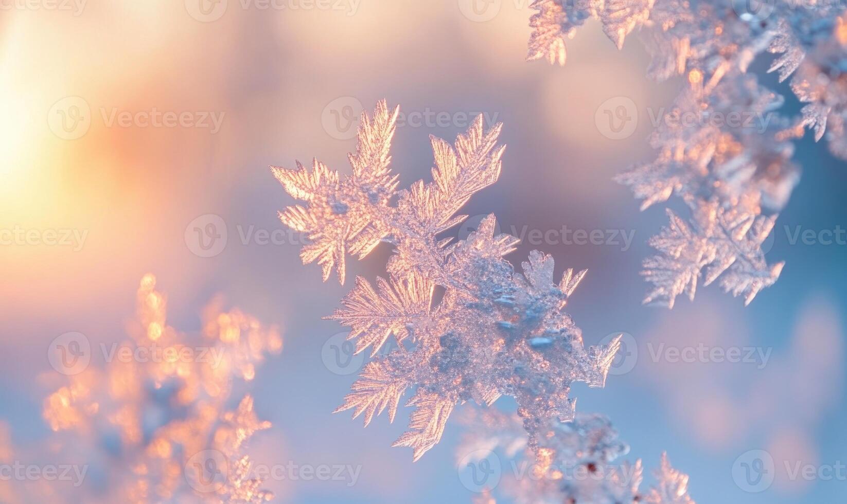 A close up of a snow covered branch with frost on it photo