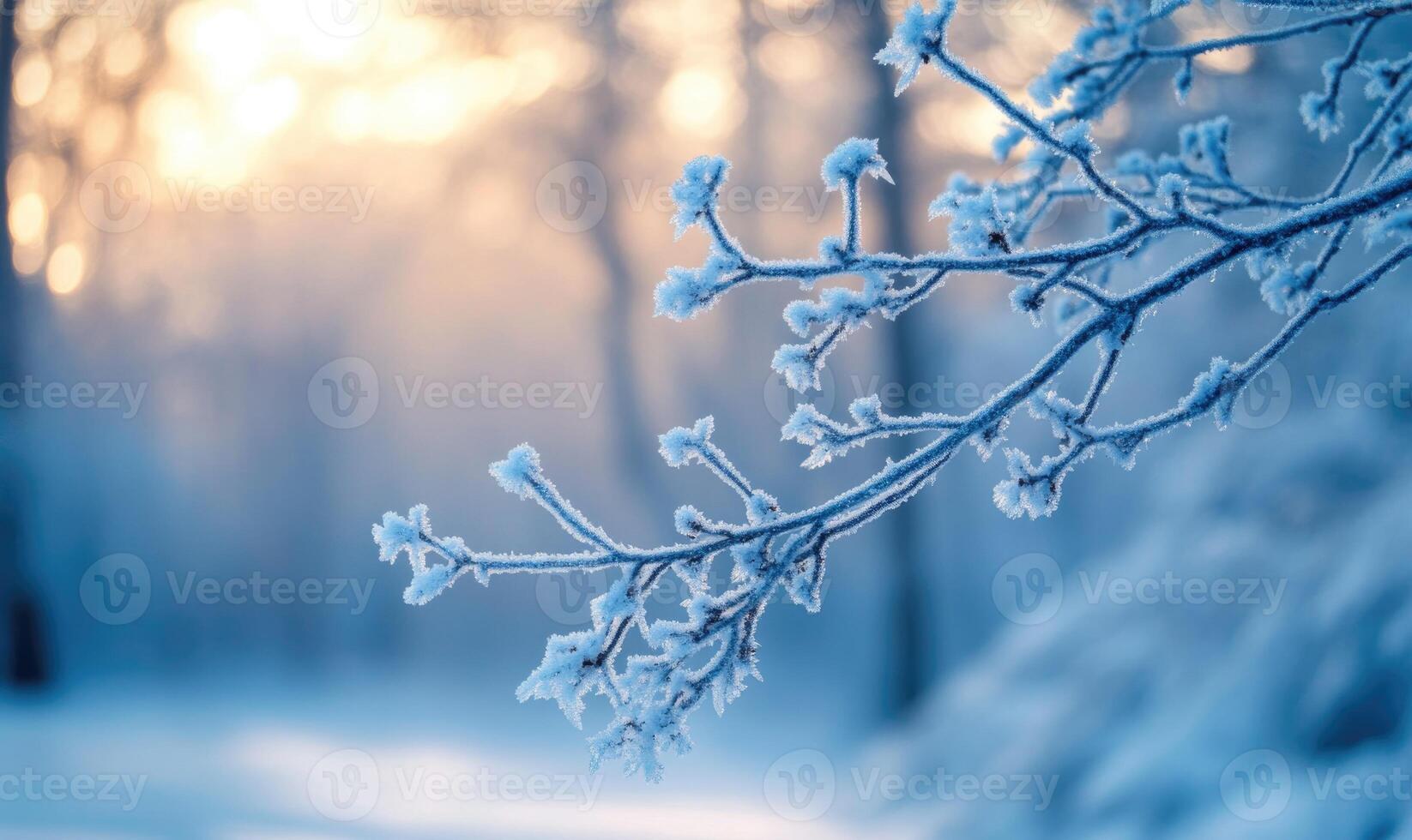 A branch covered in frost and snow photo