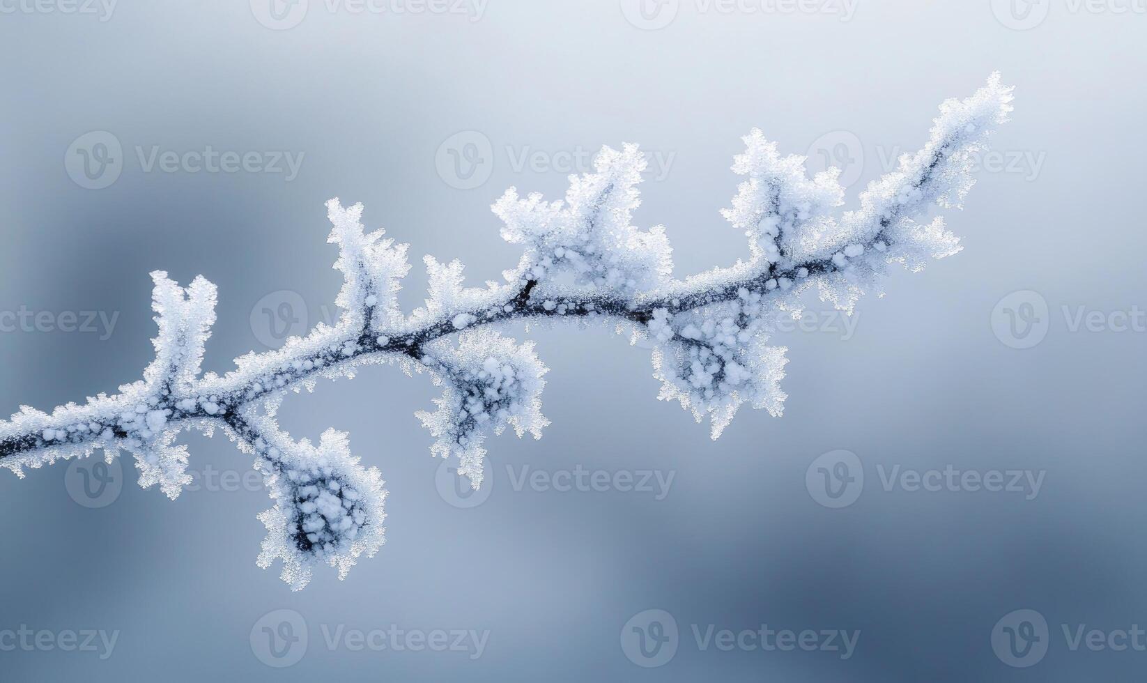 A branch covered in frost and snow photo