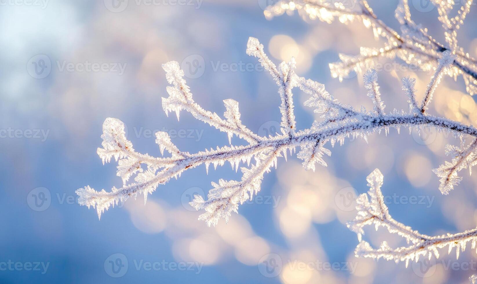 A branch covered in frost and snow photo