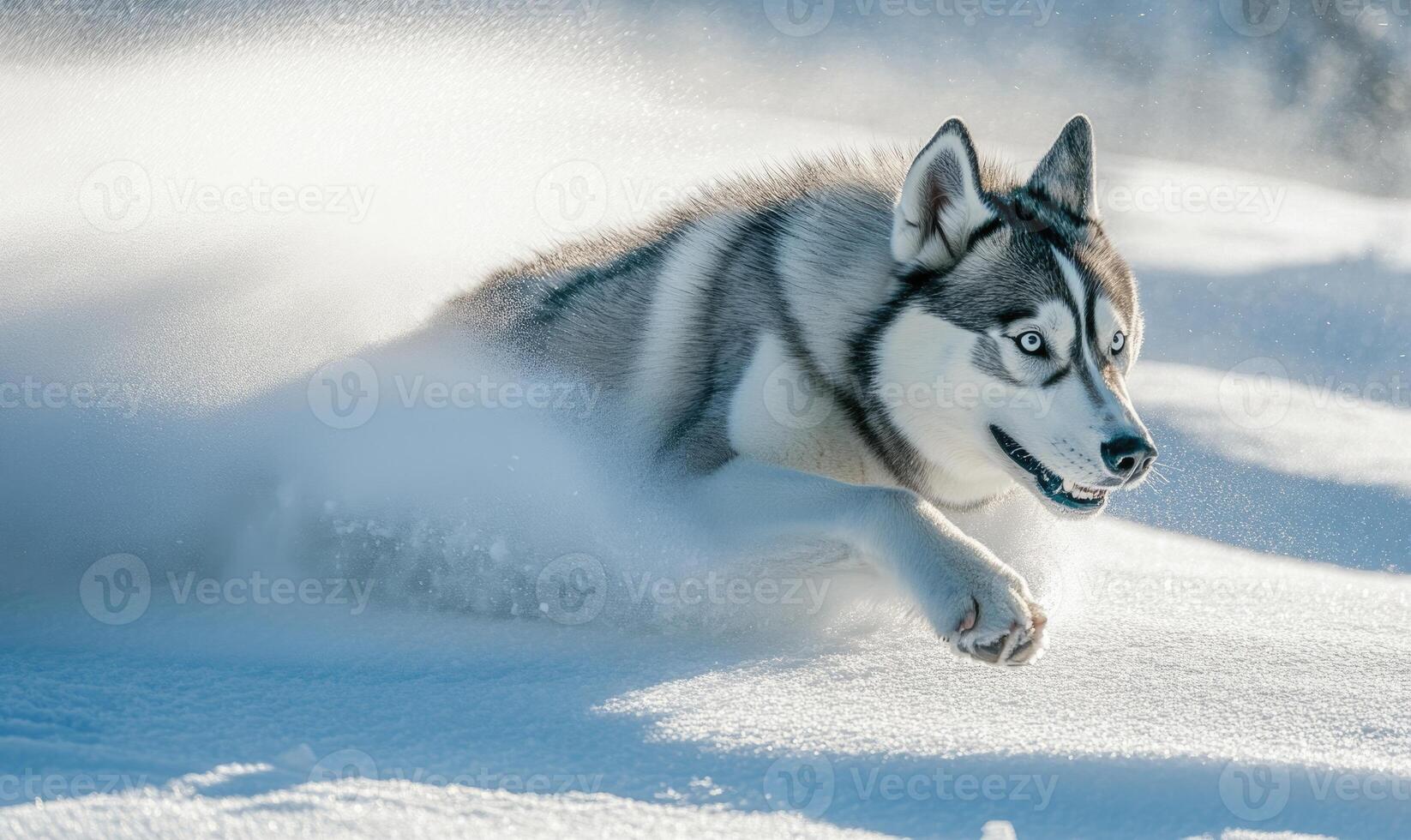 A dog is running through the snow with its tongue out photo
