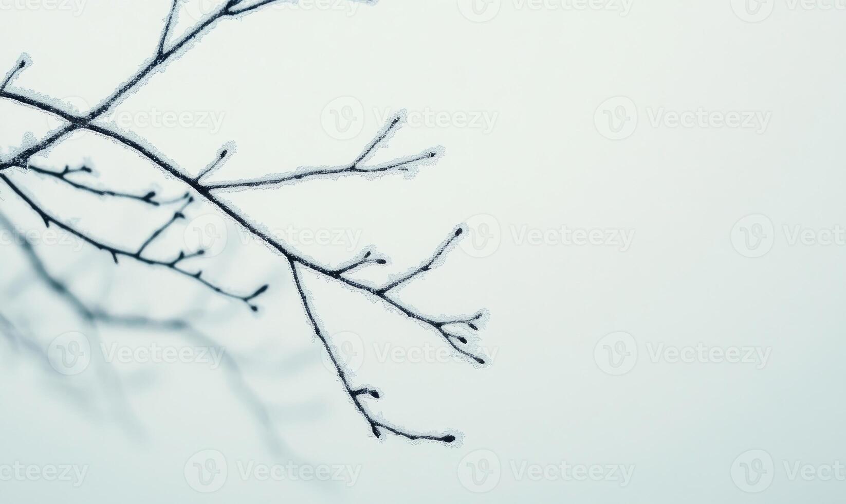 A branch with frost on it is shown in a white background photo