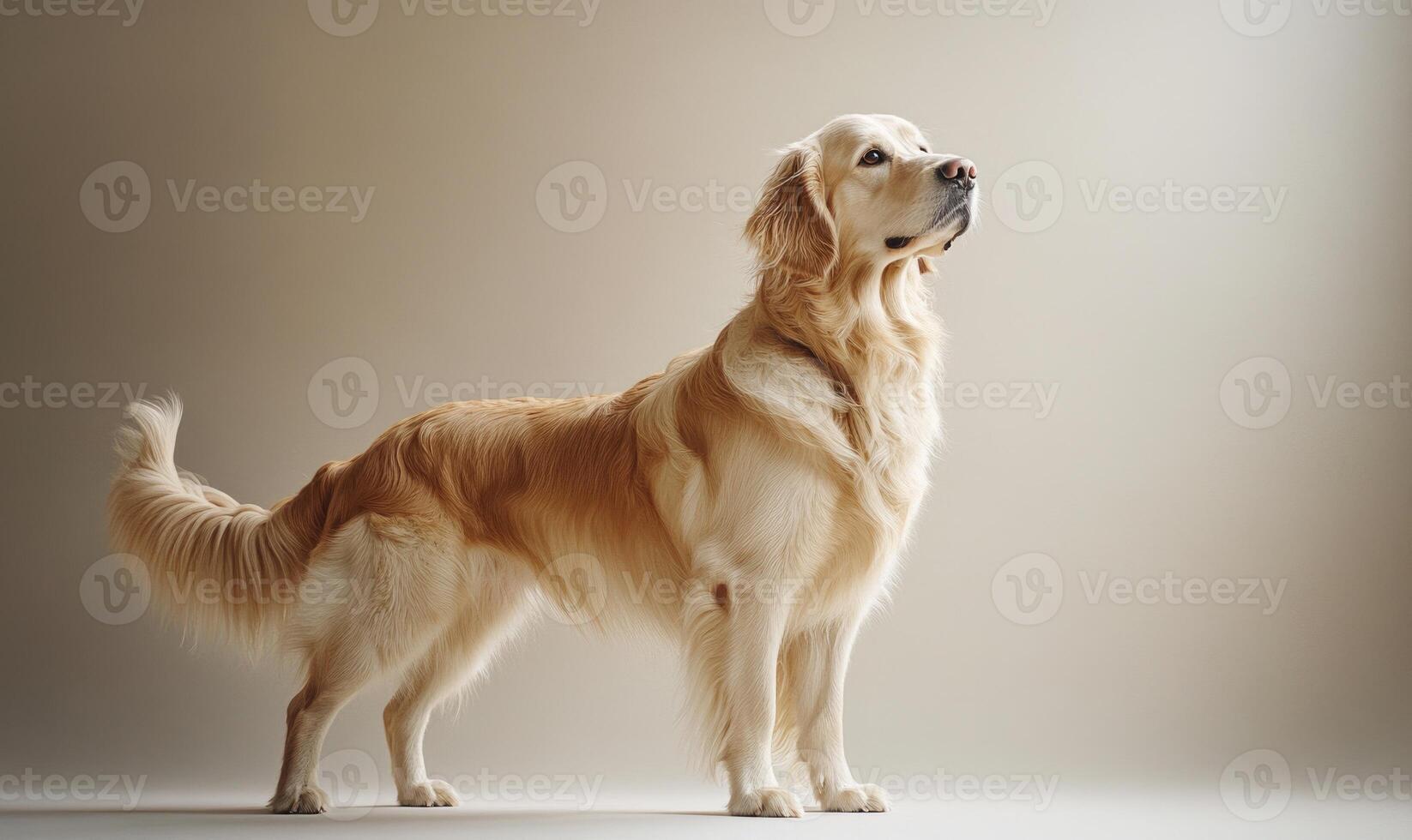 A golden retriever is standing in front of a white wall photo
