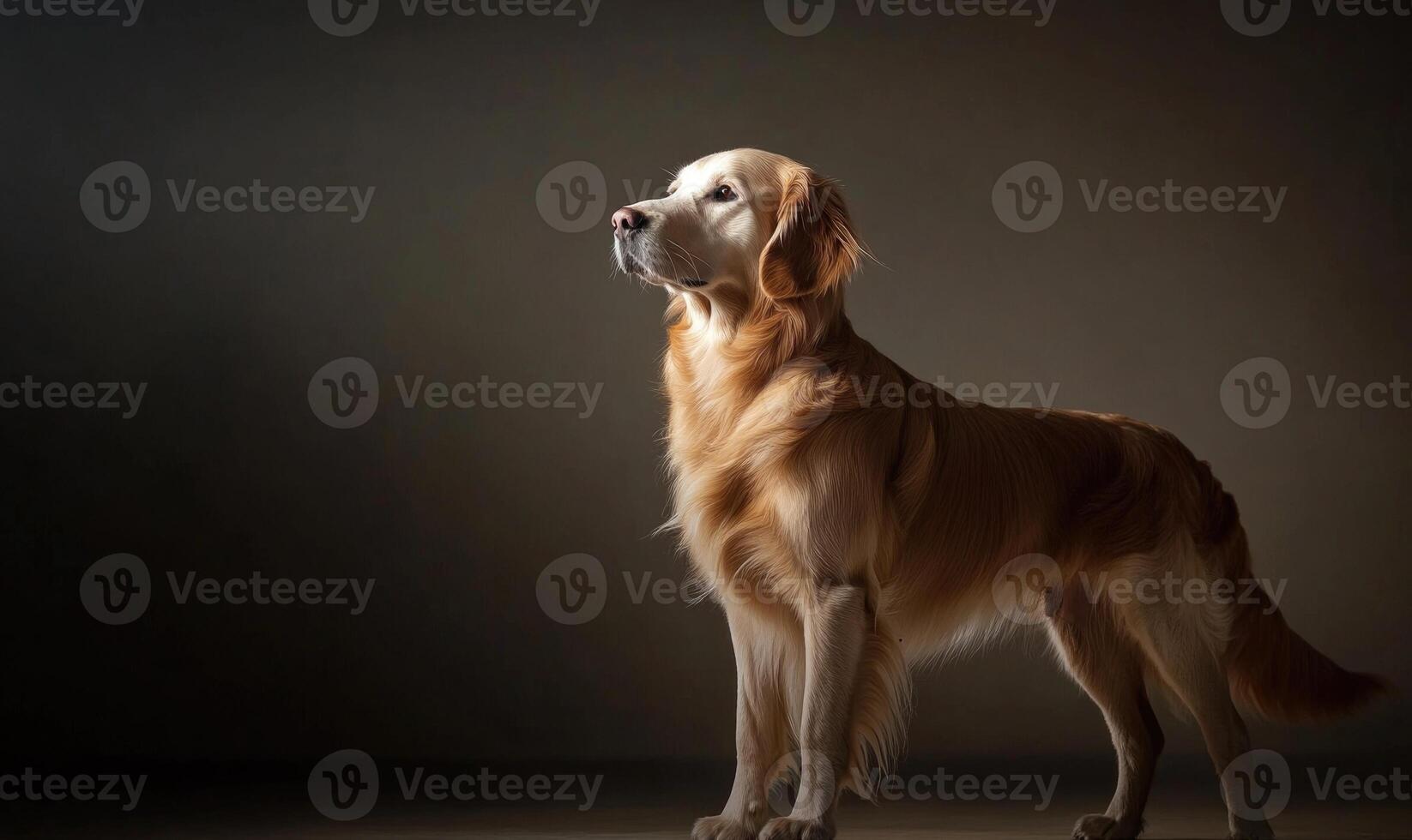 A large golden retriever stands in front of a dark background photo