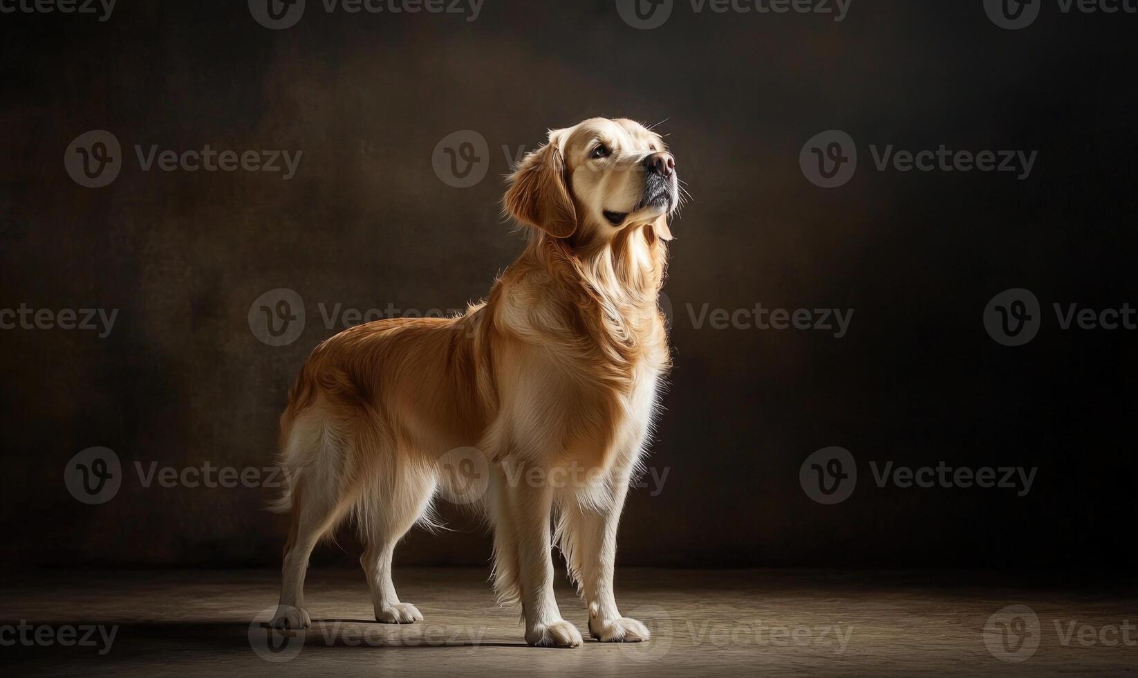A golden retriever is standing in front of a wall, looking up at the camera photo