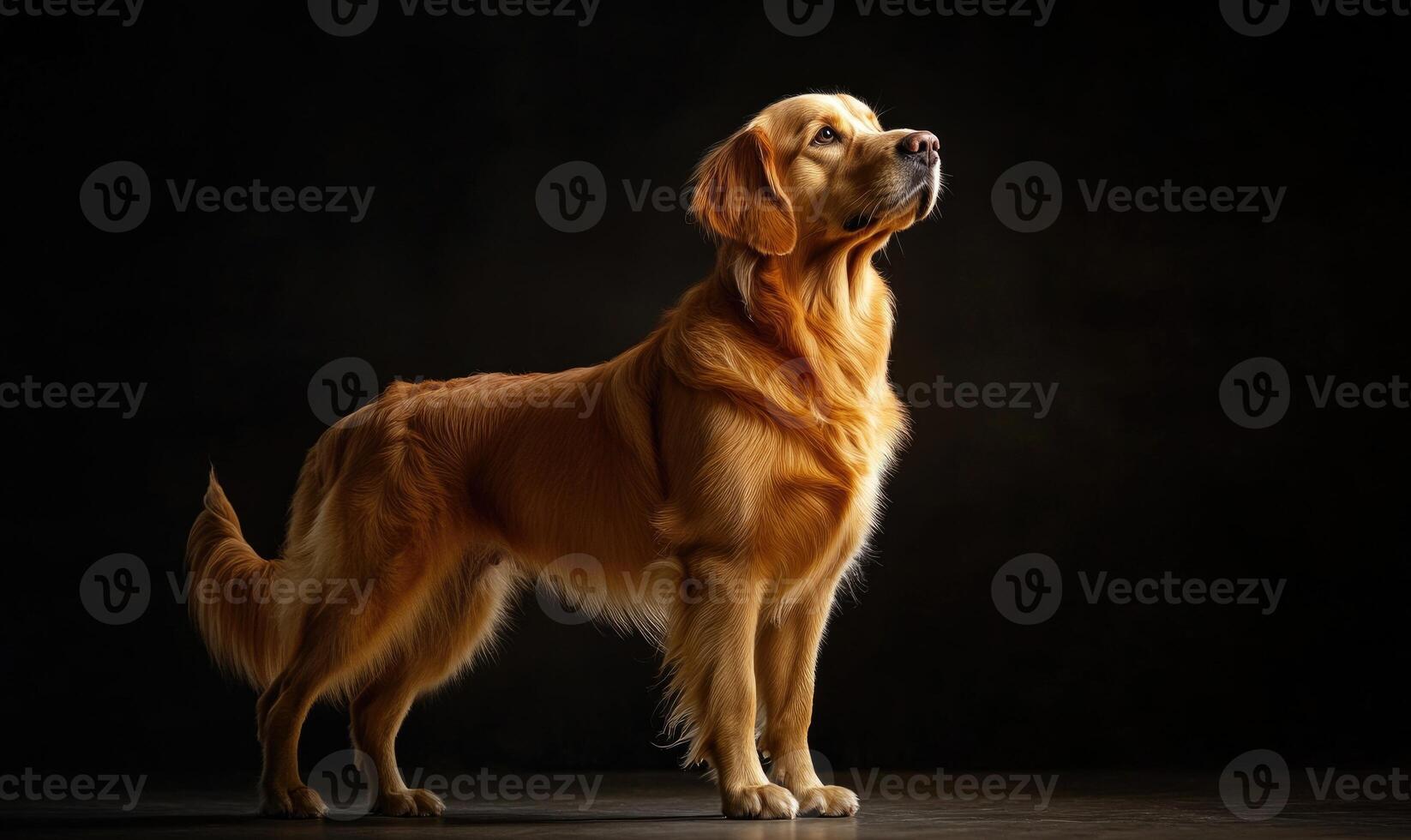 A large golden retriever stands in front of a black background photo