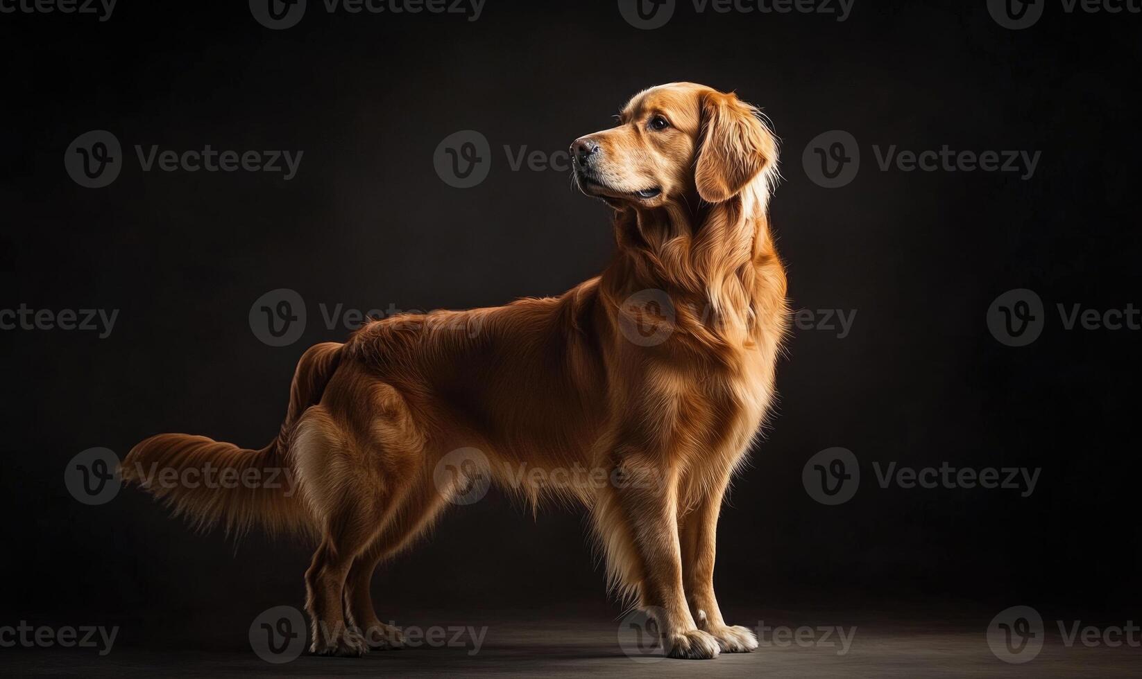A large brown dog stands in front of a black background photo