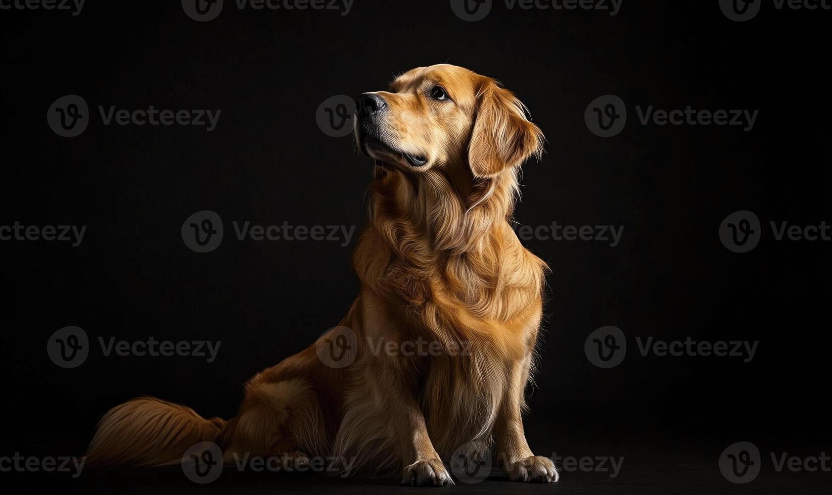 A brown dog is sitting on a black surface photo