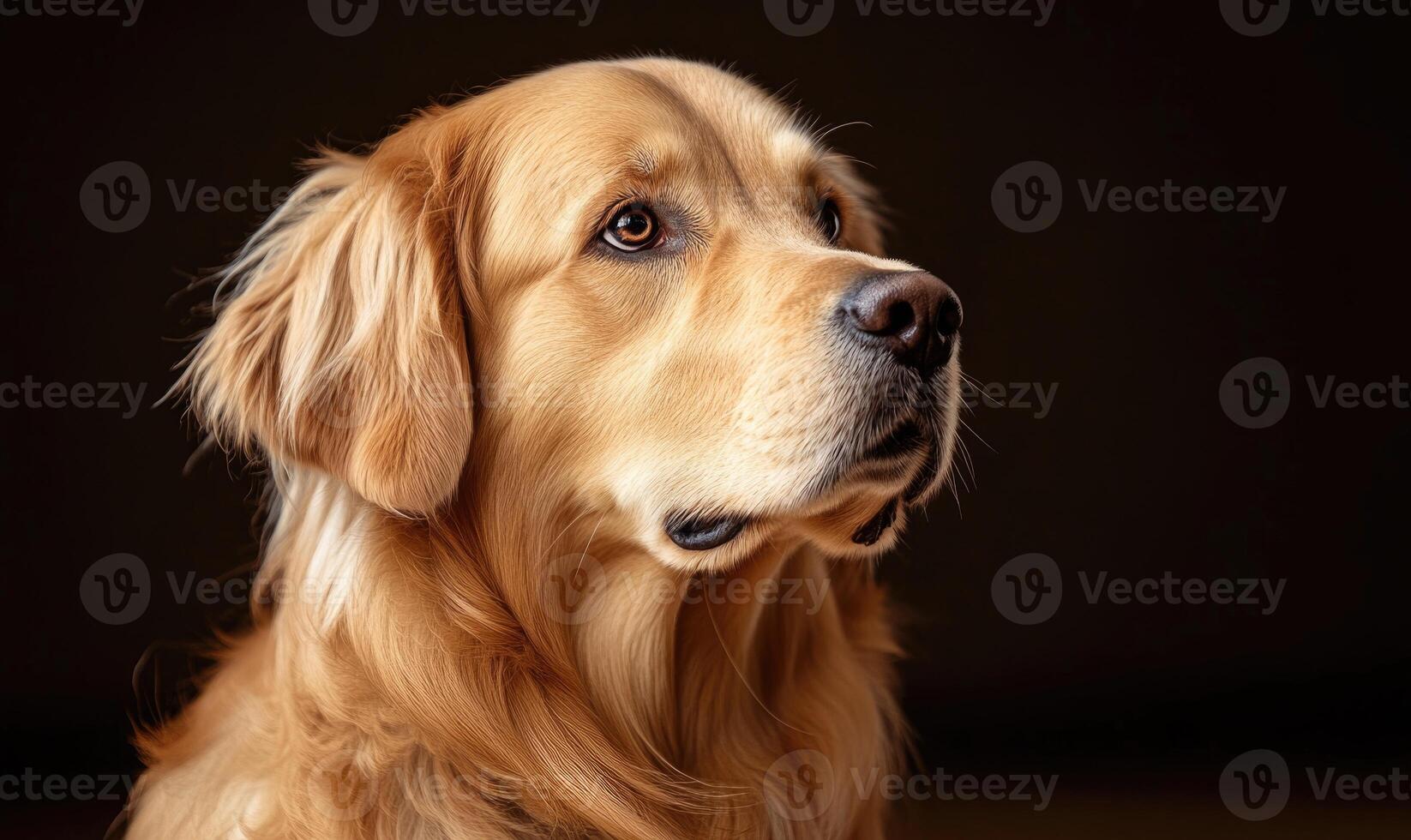 A golden retriever with a long, fluffy tail and a black nose photo