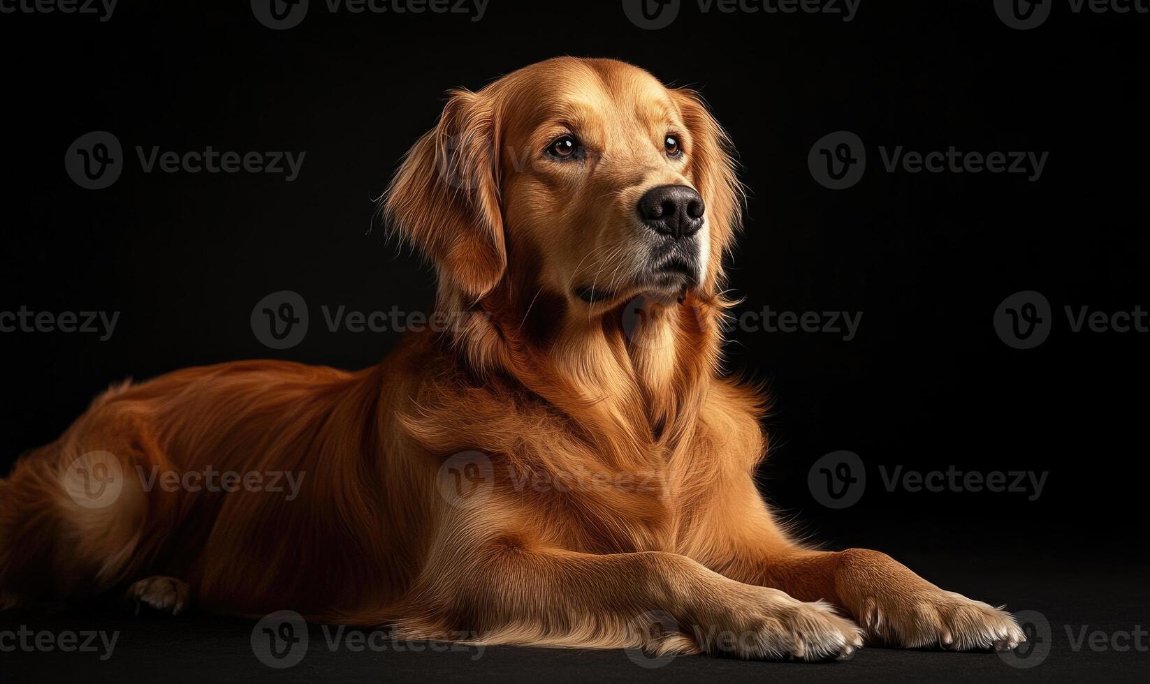A large golden retriever lays on a black surface photo