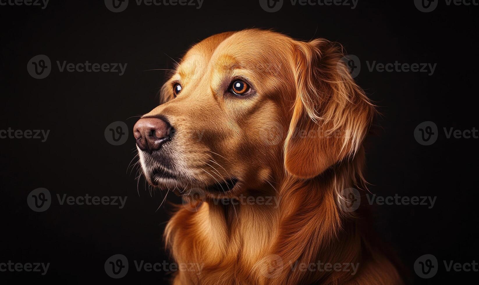 A dog with a brown nose and brown fur is looking at the camera photo