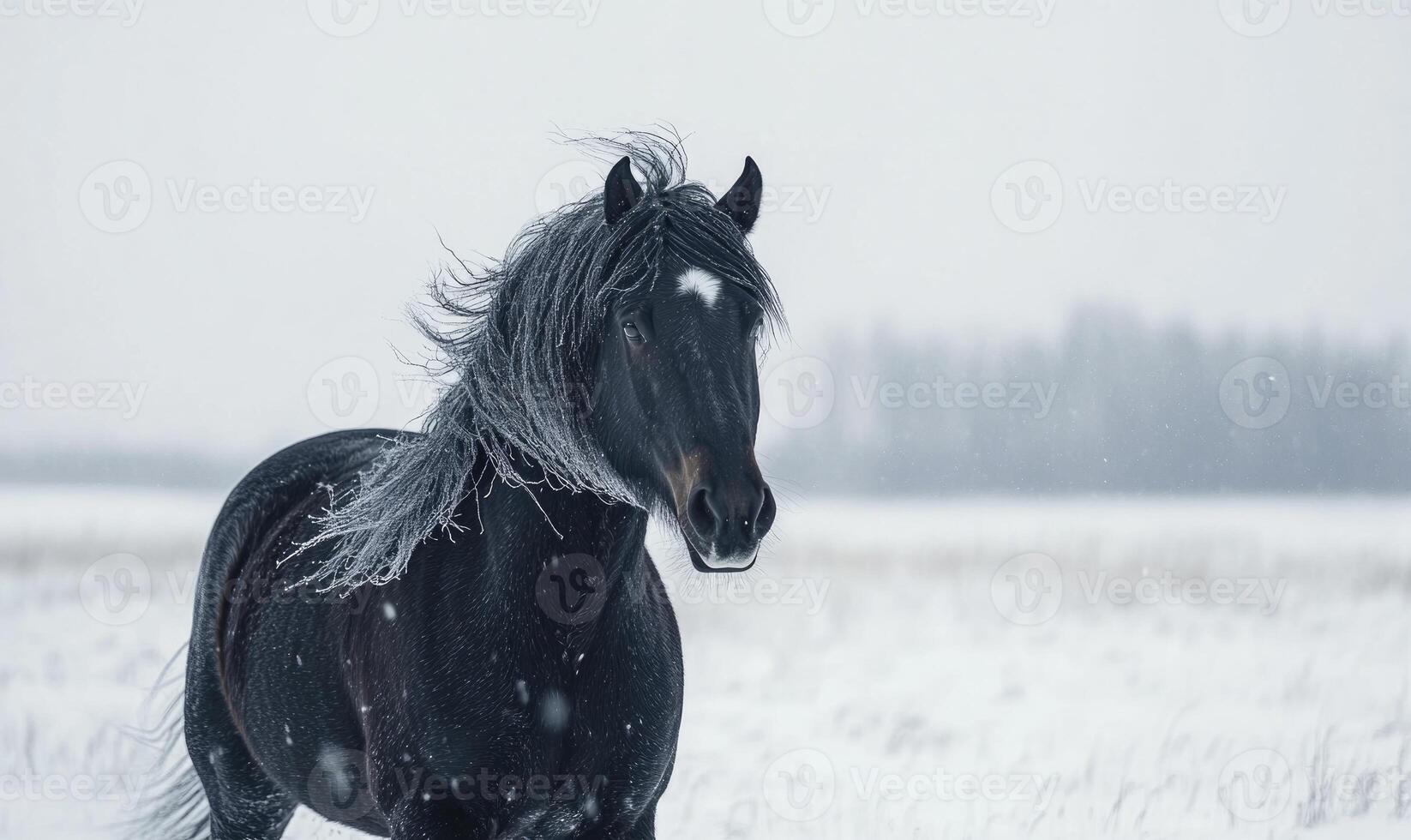 A black horse with a white face is standing in the snow photo