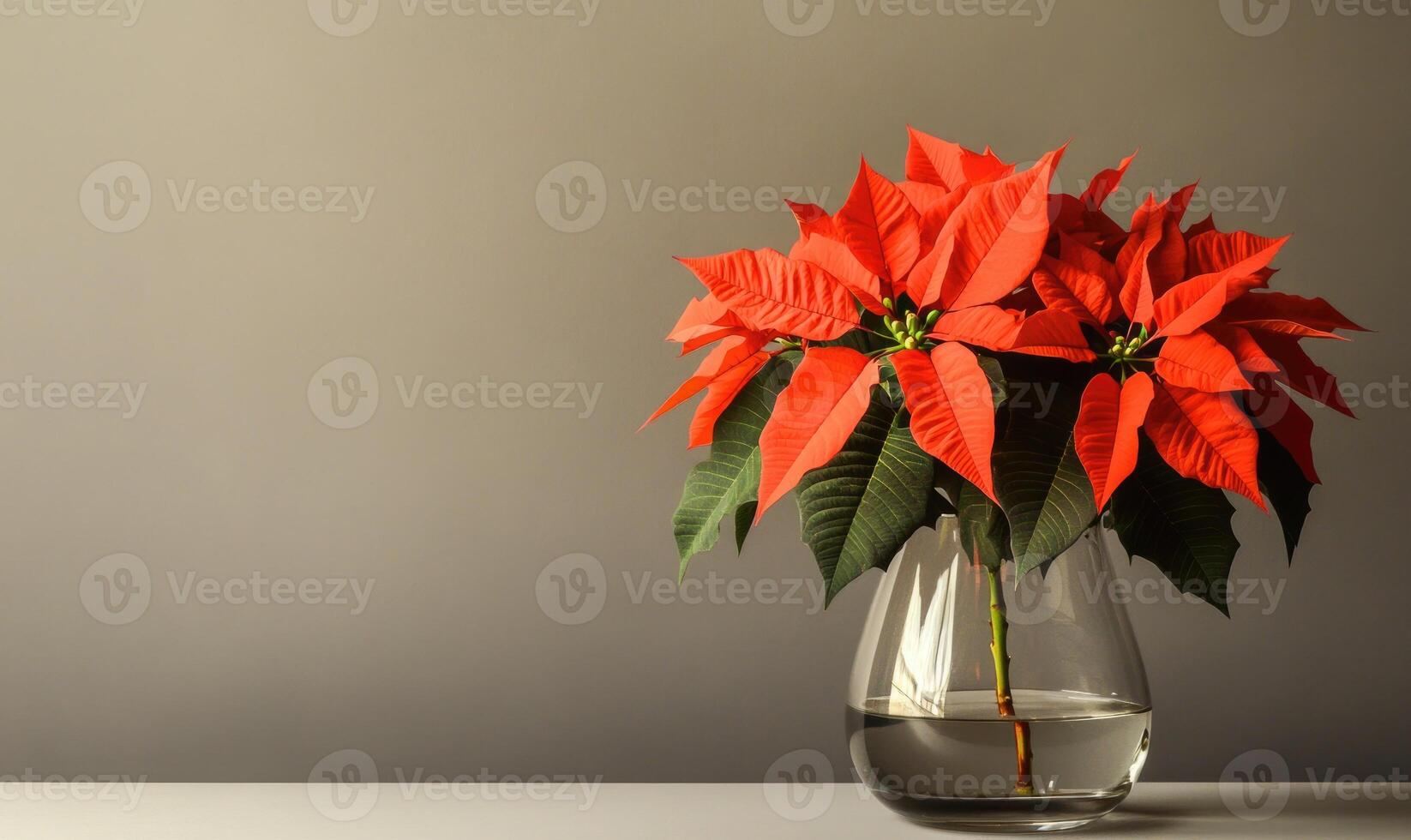A vase of red poinsettias sits on a table photo
