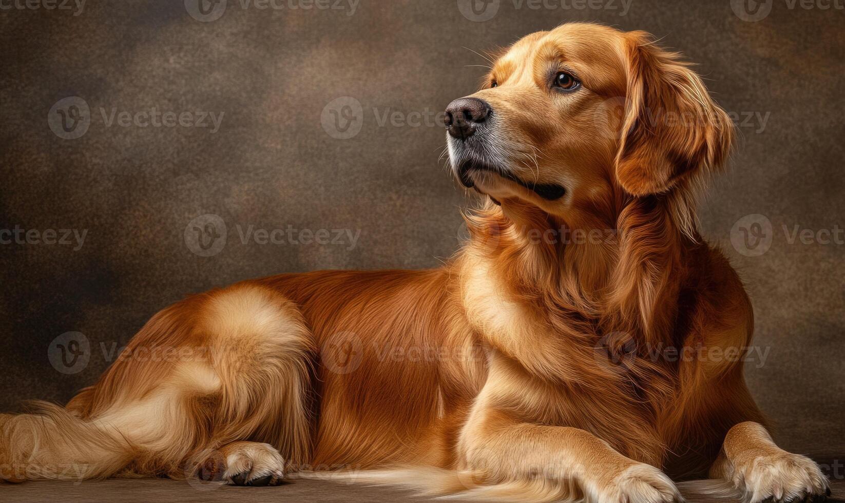 A golden retriever is laying on the ground, looking up at the camera photo