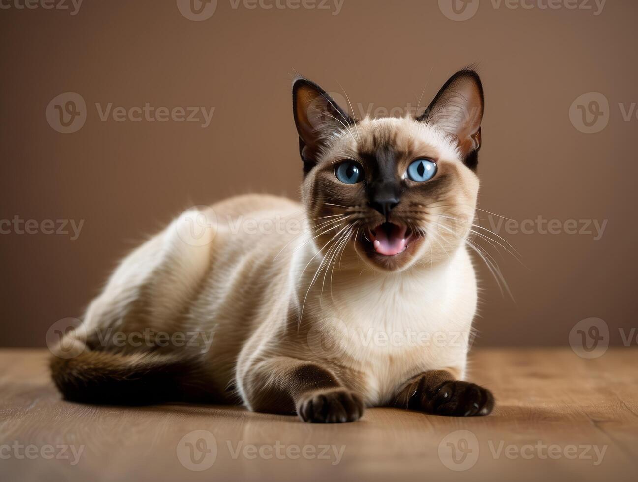 A Siamese Cat with Blue Eyes Yawning on a Wooden Surface photo