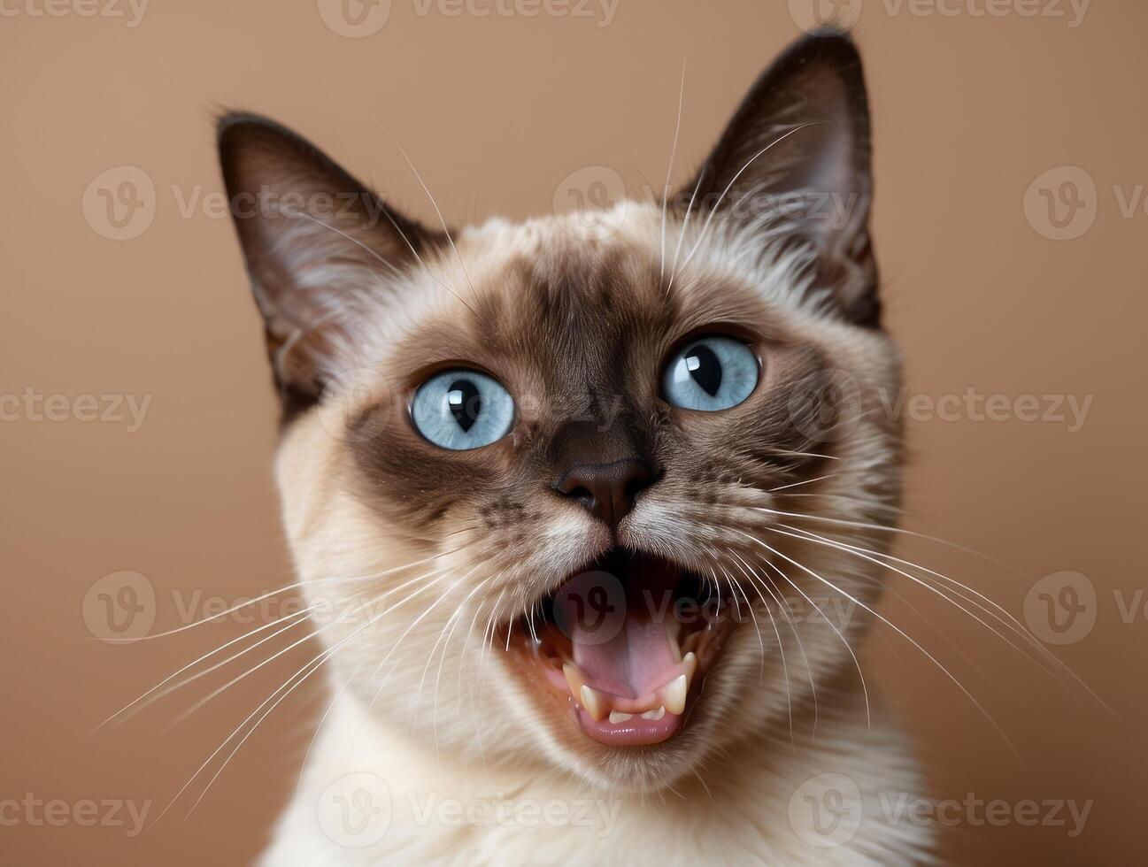 Close-up Portrait of a Siamese Cat with Open Mouth photo
