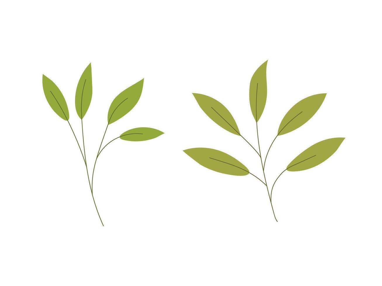 Hand drawn green plant stem with leaves. Nature element vector