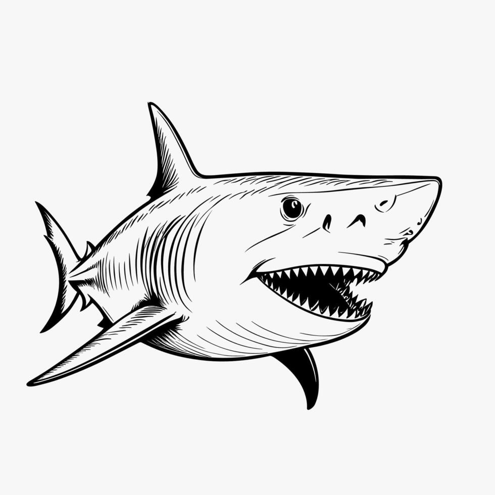 Aggressive Shark Illustration in Bold Line Art Style vector